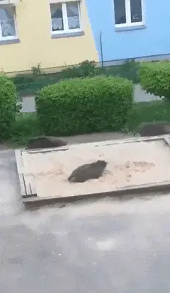 Dziki bawią się  w piaskownicy  :-)