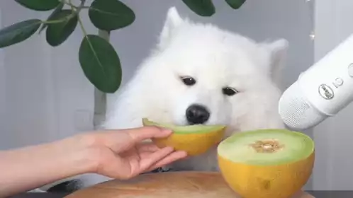 Maya Polarbear Eats Honeydew Melon ASMR