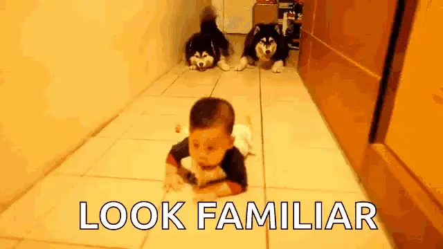 Baby Crawls with Dogs