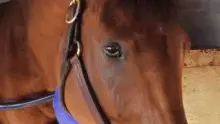 Horse Munch
