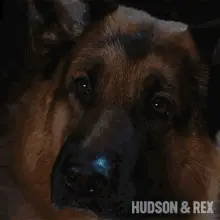 Glaring Rex