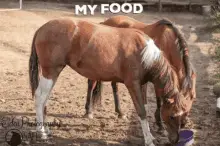 Save A Forgotten Equine Safe
