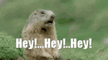 GIF uploaded by A