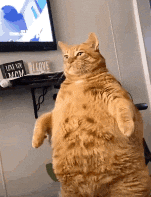 Chubby Orange Cat Standing Upright
