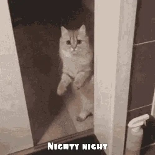 Cat Says Nighty Night – free memes GIF download | meme platform