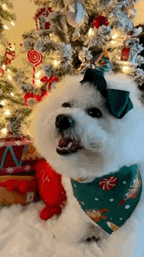 Feliz Navidad: Perrito Navideño GIF - Share & View on KLIPY