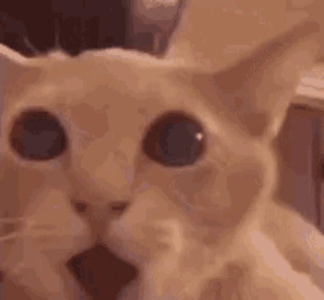 Jwycat: Surprised Cat Winks
