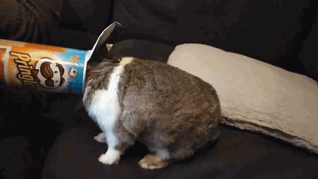 Bunny Eats Tasty Pringles Chips - Konijn Eet Lekker Chips