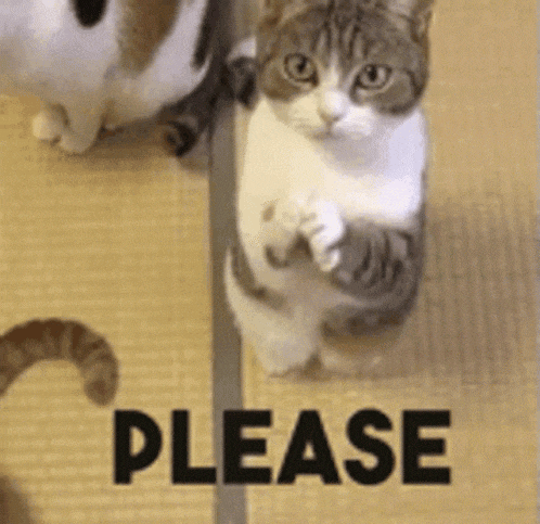 Cat Pleading with 'Please'