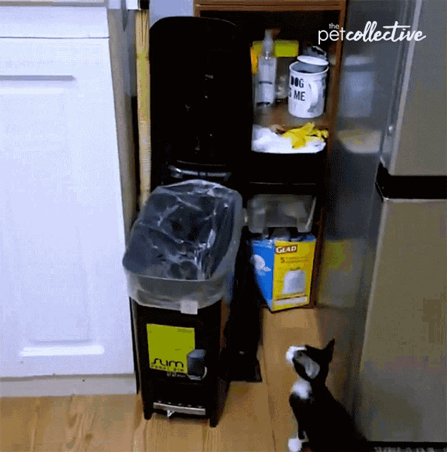 Cat's Hilarious Trash Can Fall