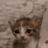 GIF subido por AkikoKat