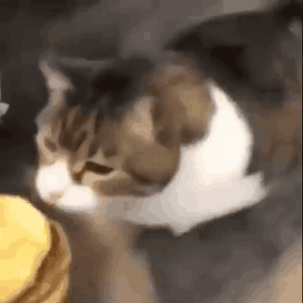 Cat Wants Cheeseburger: You Can Has?