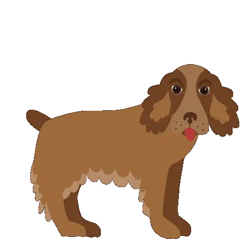 Konstantinos Kalogeros Cocker Spaniel