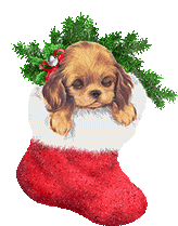 Merry Christmas! Adorable Puppy in Stocking