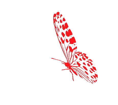 Red and White Butterfly Borboletas Sticker