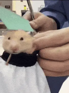 Cute Hamster Gets a Haircut – free GIF download