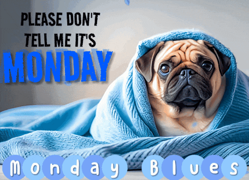 Monday Blues: Pug Wrapped in Blanket