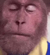 Sad Monkey Tearing Up and Crying