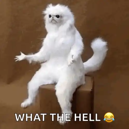 Confused WhitePersianGuardian Says 'What The Hell'
