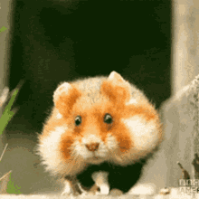 GIF
