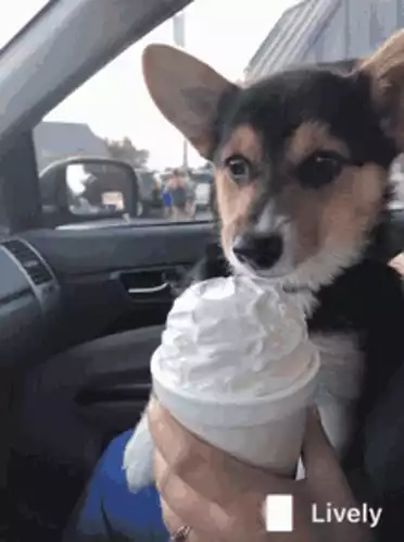 Cute Dog Enjoying Whipped Cream Treat