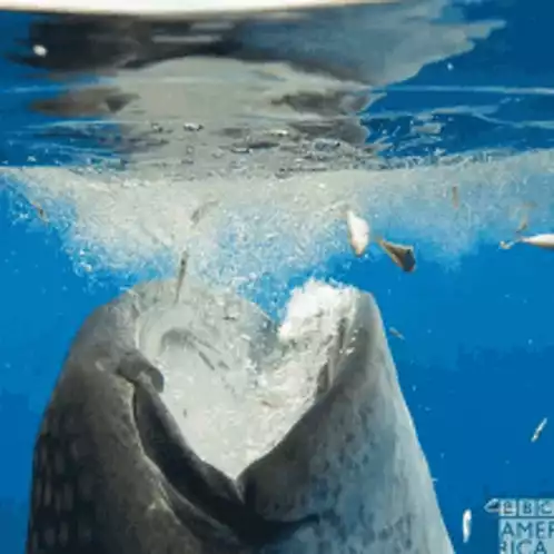 Whale Shark Feeding on Small Fish at Surface