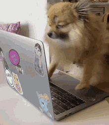 Doggy Laptop Work