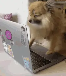Doggy Laptop Work