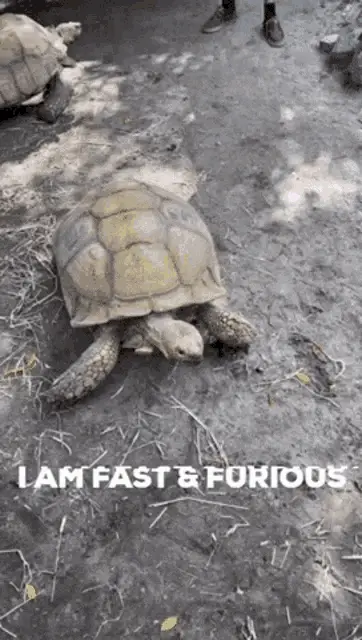 Emannuel the Turtle: Fast & Furious