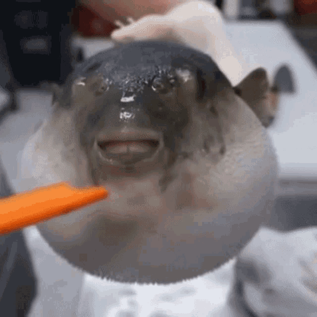 Puffer Fish Futureangeis Eats Carrot