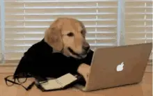 Working Dog on Laptop