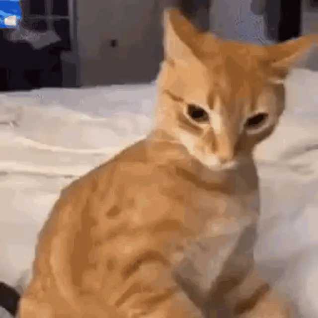 Confused Angry Orange Cat