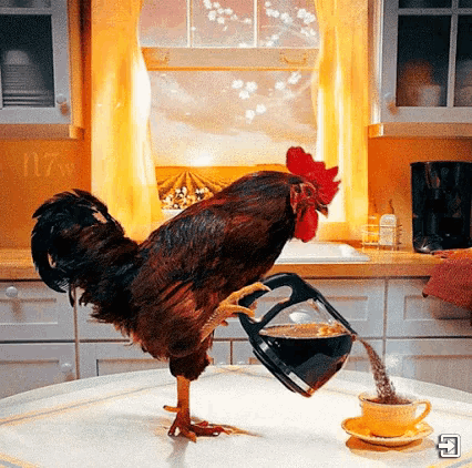 Rooster's Morning Coffee Ritual