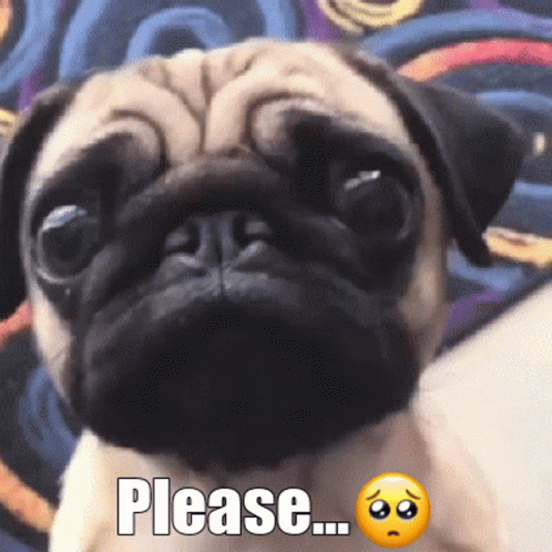 Pug Dog Says Please