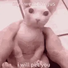 Bingus Cute Mister