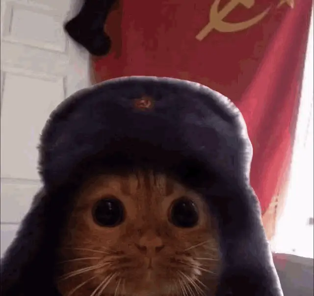 Soviet Cat Sovicat in Ushanka