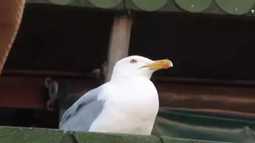 Seagull Meme: Normal vs Red Eyes