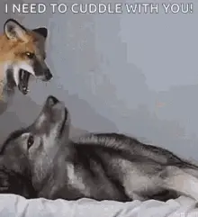 Lazy Brown Fox Cuddles