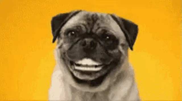 Funny Pug Dog Laughing