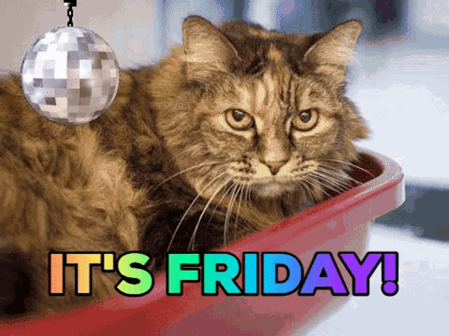 Purrfect It's Friday Disco Cat