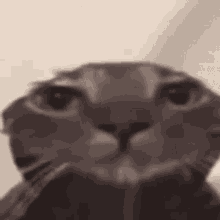 GIF uploaded by Avee