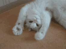 GIF uploaded by Misha