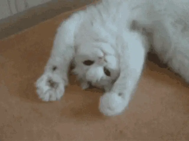 Белый кот лежит на спине – cat meme GIF free download no watermark 2026