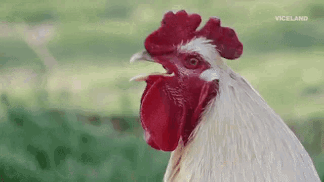Majestic Rooster Crowing