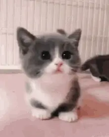 Expressive Grey and White Kitten