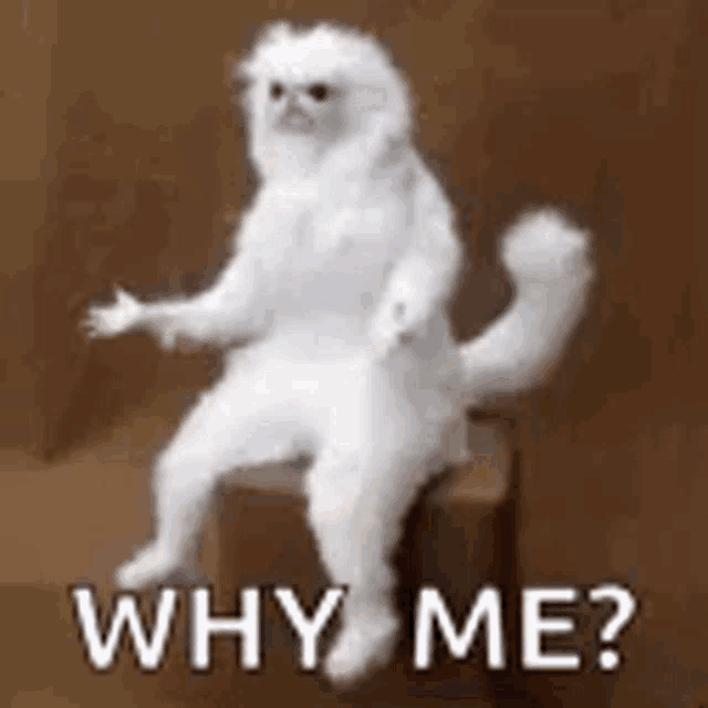 Why Me? Cat Meme