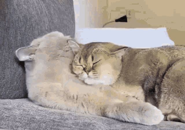 Adorable Cat Hug