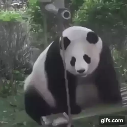 Playful Panda Swings on a Rope