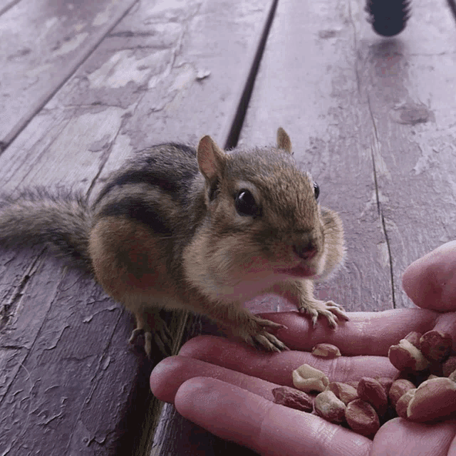 Chipmunk Chewing Peanuts from Hand