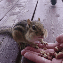 Dumbyy上传的GIF